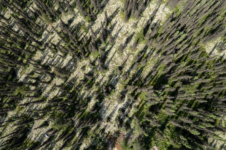 La hausse des températures favorise la prolifération des insectes qui ravagent la forêt boréale. La Haute-Côte-Nord, au Québec, le 24 août 2022 (AFP - Ed JONES)