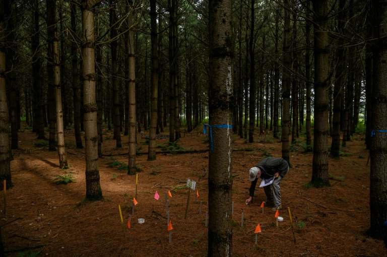 Le chercheur Canadien David Paré examine la litière, le puits de carbone de la forêt boréale, au Québec, le 27 août 2022 (AFP - Ed JONES)