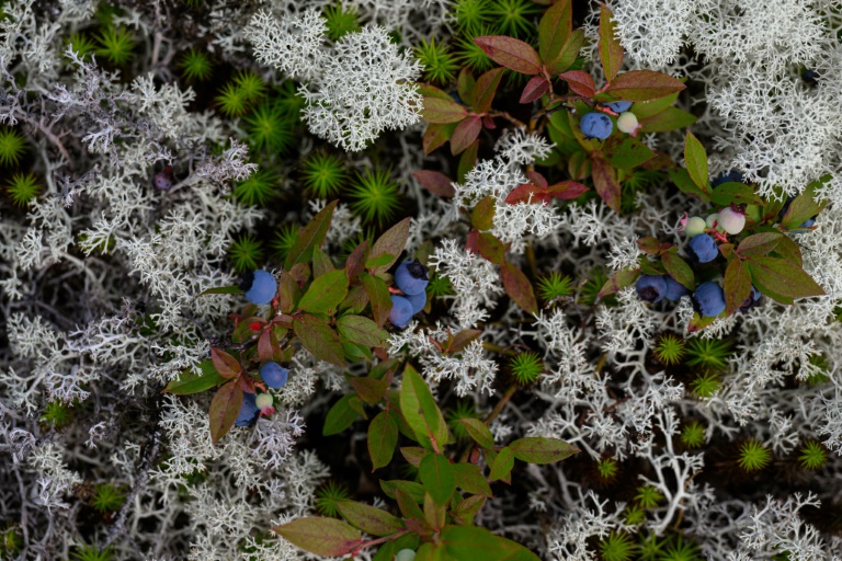 Régénération de la forêt boréale après une épidémie d'insectes. La Haute-Côte-Nord, au Québec, le 24 août 2022 (AFP - Ed JONES)