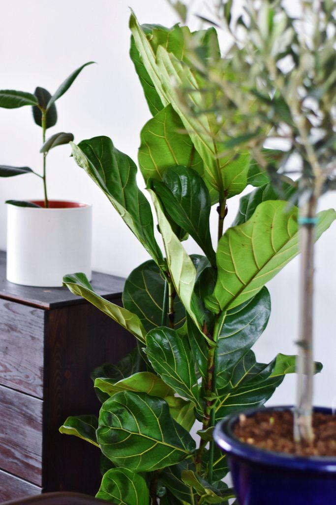 Des plantes incontournables dont aucune maison ne devrait se passer cet hiver 3 Comment les plantes peuvent insuffler de l'air frais dans votre décoration d'intérieur