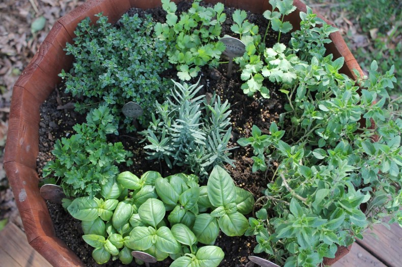 Des plantes incontournables dont aucune maison ne devrait se passer cet hiver 5 Les meilleures plantes médicinales que vous pouvez cultiver dans votre jardin