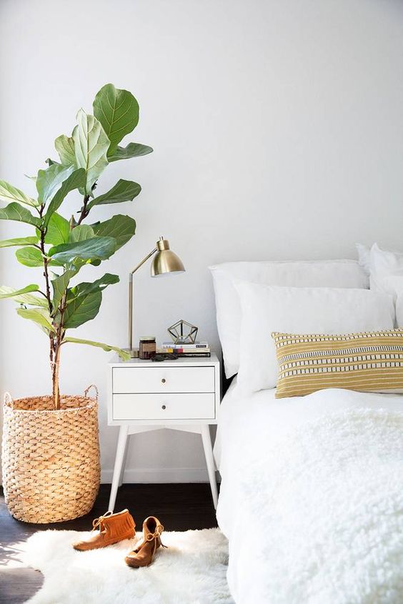 Des plantes incontournables dont aucune maison ne devrait se passer cet hiver 4 La science dit que votre chambre a besoin de plantes