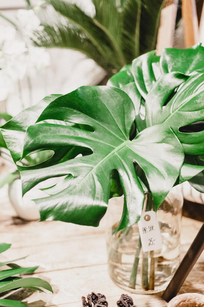 Des plantes incontournables dont aucune maison ne devrait se passer cet hiver 7 Comment entretenir les plantes d'intérieur en hiver