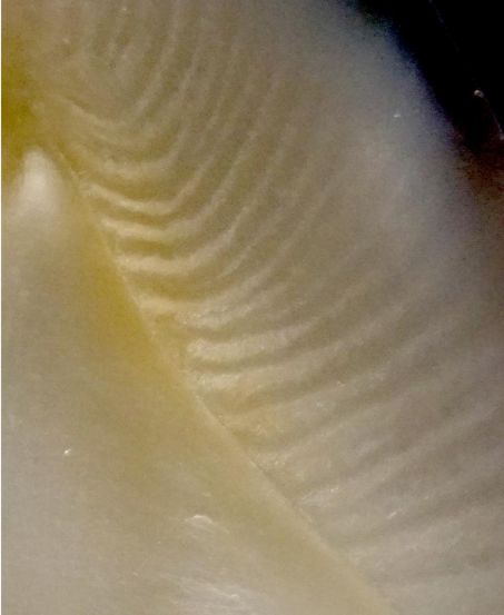 Structure dentaire en 3D – Sciences et Avenir › 3 Crédit : Alban Desautter.