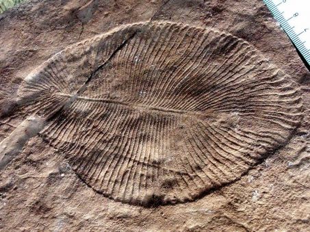 L'histoire de nos lointains ancêtres, racontée il y a plus de 2 milliards d'années › Geek News 3 Fossile de Dickinsonia costata de la faune édiacarienne. Crédit : Verisimilus/CC BY-SA 3.0.