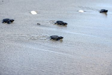 Au Panama, les tortues marines sont la cible des braconniers et des prédateurs – Science et Avenir › - 7
