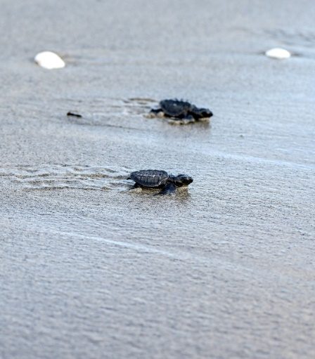 Au Panama, les tortues marines sont la cible des braconniers et des prédateurs – Science et Avenir › 70 Au Panama, les tortues marines sont la cible des braconniers et des prédateurs – Science et Avenir › - 69