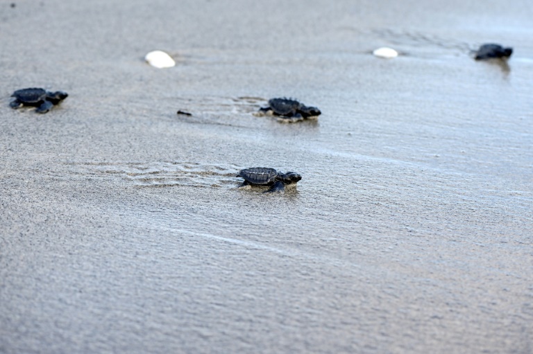 Au Panama, les tortues marines sont la cible des braconniers et des prédateurs – Science et Avenir › 2 Au Panama, les tortues marines sont la cible des braconniers et des prédateurs – Science et Avenir › - 1