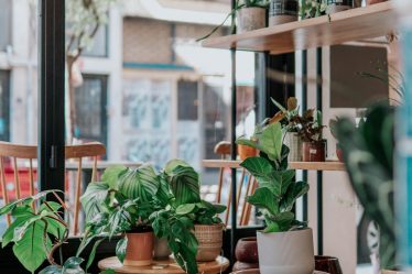 Des plantes incontournables dont aucune maison ne devrait se passer cet hiver - 10