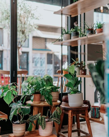 Des plantes incontournables dont aucune maison ne devrait se passer cet hiver 106 Des plantes incontournables dont aucune maison ne devrait se passer cet hiver - 105
