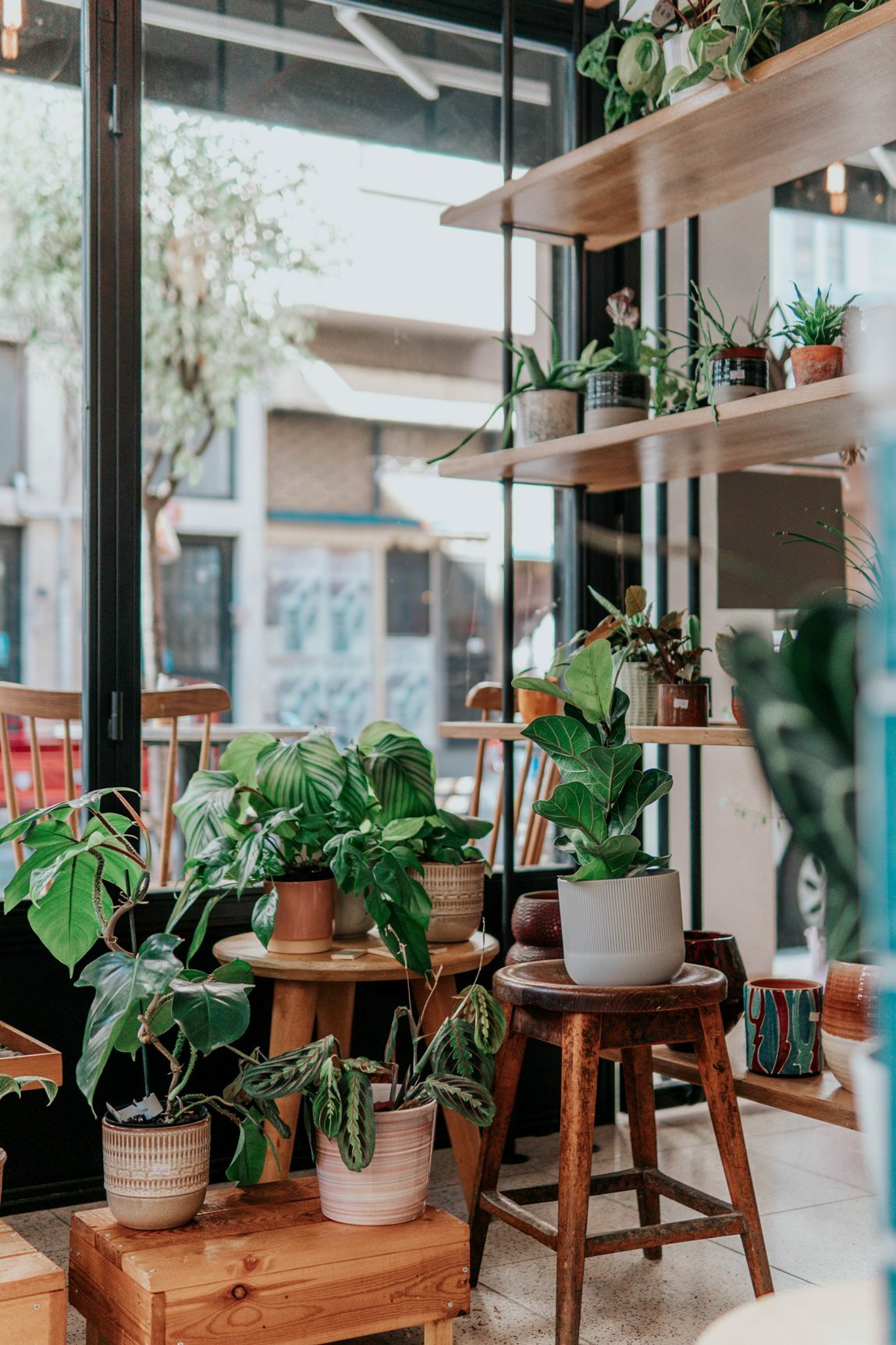 Des plantes incontournables dont aucune maison ne devrait se passer cet hiver 2 Des plantes incontournables dont aucune maison ne devrait se passer cet hiver - 1