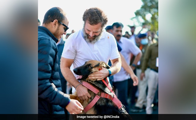"Tout est possible" : Comment le "Marvel" de Gwalior s'est joint au Yatra de Rahul Gandhi 2 "Tout est possible" : Comment le "Marvel" de Gwalior s'est joint au Yatra de Rahul Gandhi - 1