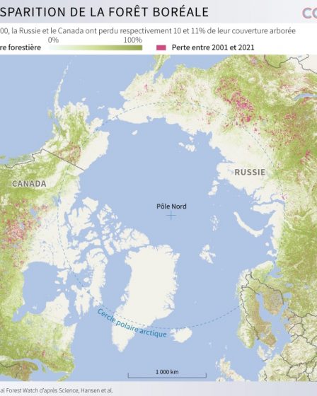Vitale pour la planète, la forêt boréale aussi est en danger – Sciences et Avenir › 83 Vitale pour la planète, la forêt boréale aussi est en danger – Sciences et Avenir › - 82