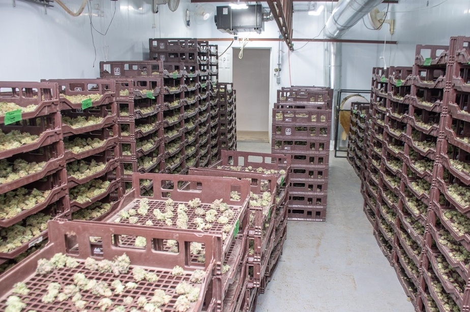 Une immense plantation illégale de cannabis démantelée 5 Lorsque la police est arrivée, des centaines de cocottes séchaient sur les treillis.