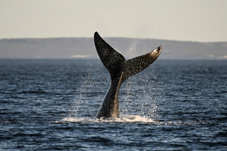 Baleine franche (Eubalaena australis) photographiée sur la plage de La Cantera, Argentine, le 6 octobre 2022. (AFP - Luis ROBAYO)