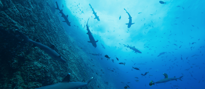 nos documentaires sur la nature des océans arrivent sur netflix en 2023 et au-delà nos documentaires sur la nature des océans arrivent sur netflix en 2023 et au-delà