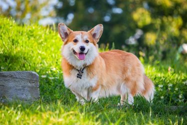 Tous les secrets du Pembroke Welsh Corgi - 5