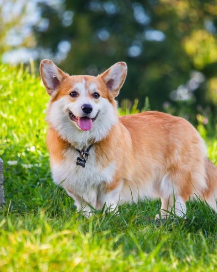 Tous les secrets du Pembroke Welsh Corgi 47 Tous les secrets du Pembroke Welsh Corgi - 46