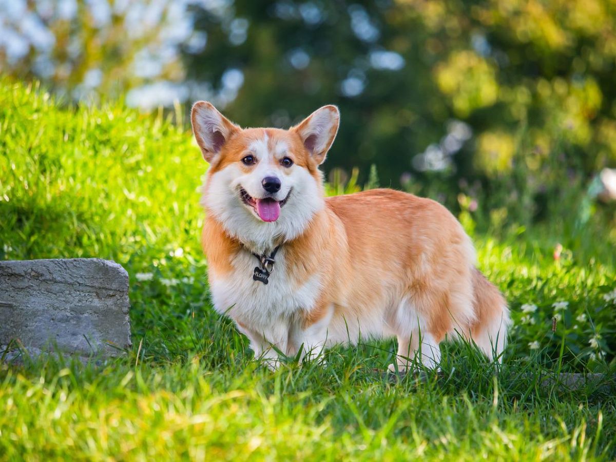 Tous les secrets du Pembroke Welsh Corgi 2 Tous les secrets du Pembroke Welsh Corgi - 1
