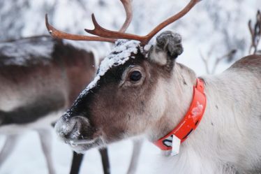 Est-ce que quelque chose pourrait vraiment faire briller le nez de Rudolph en rouge ? - 11