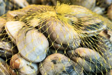 Comment nettoyer les palourdes | Cuisine - 10