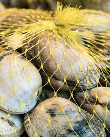 Comment nettoyer les palourdes | Cuisine - 7