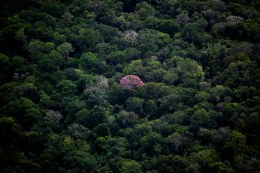 Lancement de la COP15, le sommet de la décennie pour sauver la nature – Sciences et Avenir › - 5