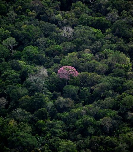 Lancement de la COP15, le sommet de la décennie pour sauver la nature – Sciences et Avenir › 56 Lancement de la COP15, le sommet de la décennie pour sauver la nature – Sciences et Avenir › - 55