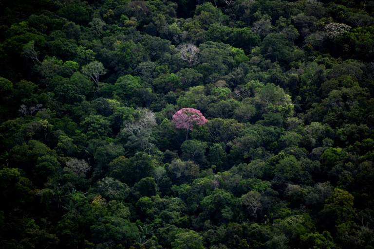 Lancement de la COP15, le sommet de la décennie pour sauver la nature – Sciences et Avenir › 2 Lancement de la COP15, le sommet de la décennie pour sauver la nature – Sciences et Avenir › - 1