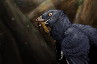 Un pied de mammifère retrouvé dans l'estomac d'un dinosaure - 7