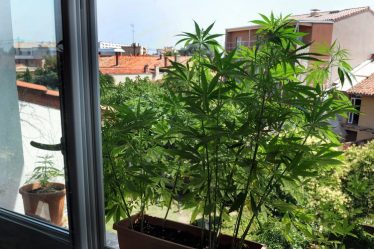 Mobourg. 58 kg de marijuana et pauvreté dans la forêt - 7