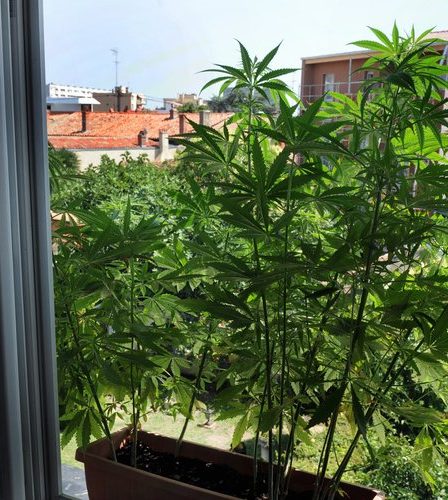 Mobourg. 58 kg de marijuana et pauvreté dans la forêt - 56