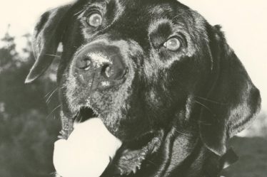 Opinion | Attendez, mon chien est-il défoncé ? - 7