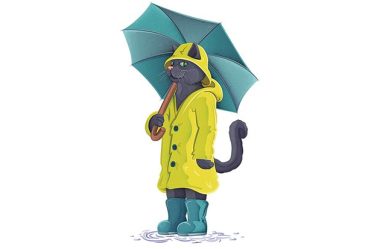 Les chats savent-ils quand il va pleuvoir ? - 5