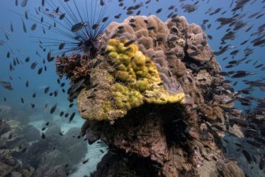 Des scientifiques impuissants face à la maladie qui tue les coraux - 10
