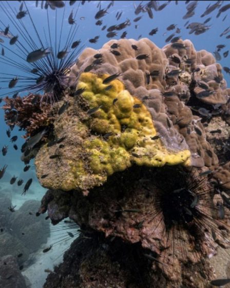 Des scientifiques impuissants face à la maladie qui tue les coraux 25 Des scientifiques impuissants face à la maladie qui tue les coraux - 24