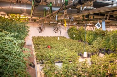 Une immense plantation illégale de cannabis démantelée - 41