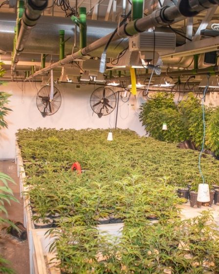 Une immense plantation illégale de cannabis démantelée 60 Une immense plantation illégale de cannabis démantelée - 59