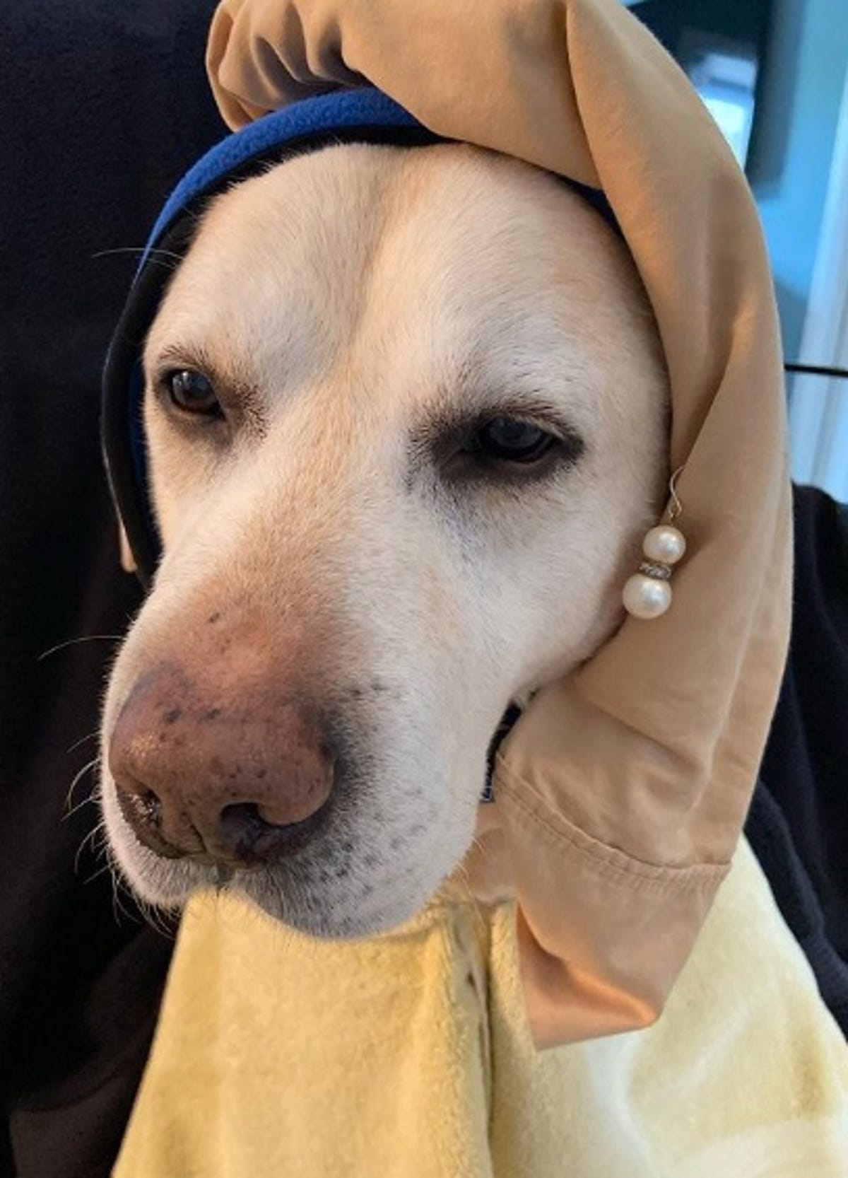 Chien déguisé en fille avec une boucle d'oreille en perle