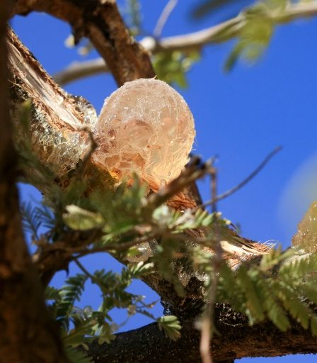 Au Soudan, la gomme arabique résiste aux conditions climatiques extrêmes, mais l'homme peine à suivre – Science et Avenir - 24