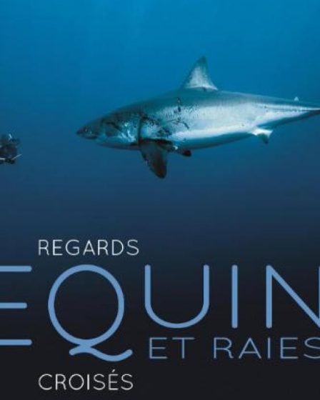 LIVRE. Plongée intimiste avec raies et requins 87 LIVRE. Plongée intimiste avec raies et requins - 86