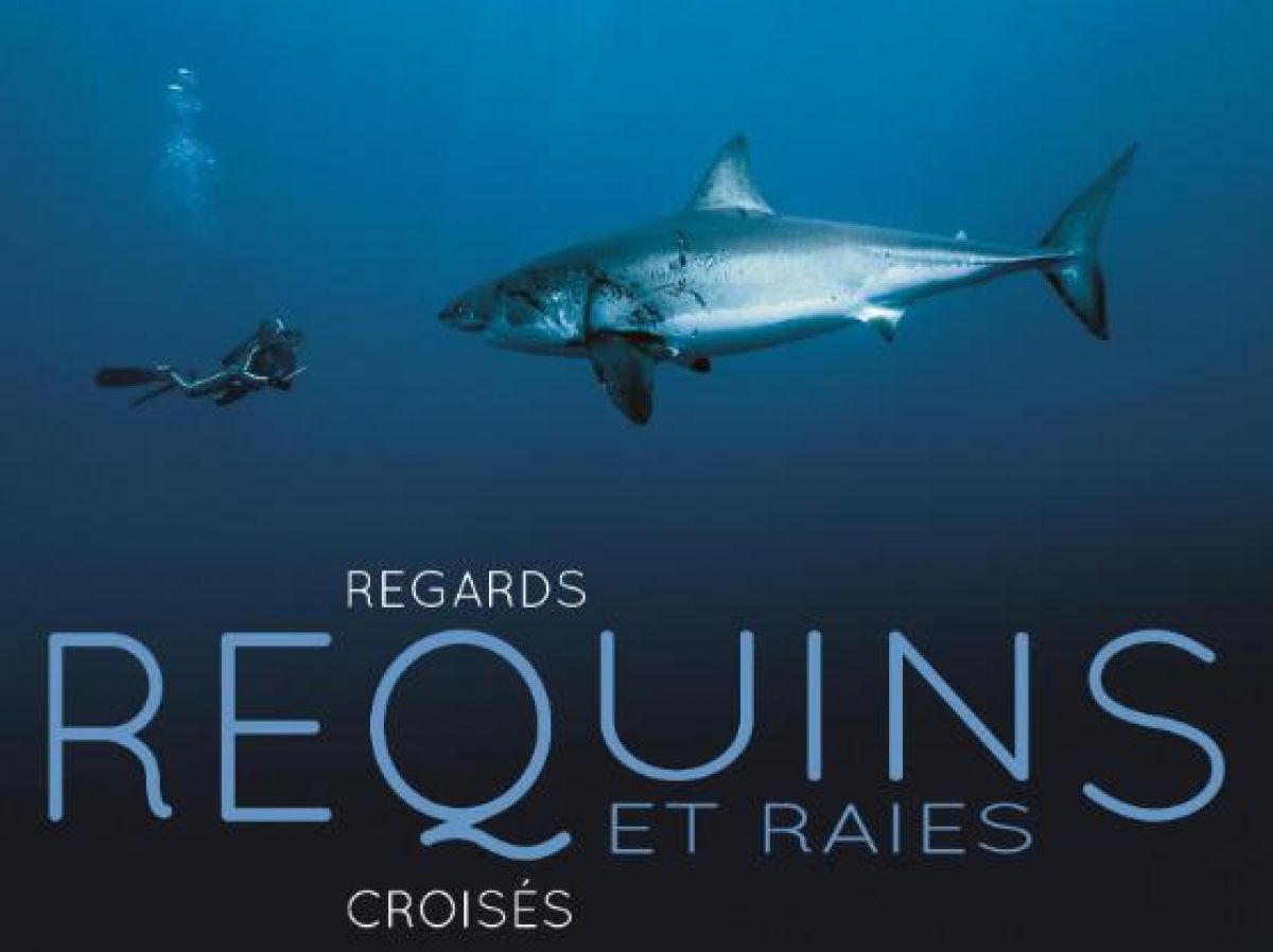 LIVRE. Plongée intimiste avec raies et requins 2 LIVRE. Plongée intimiste avec raies et requins - 1