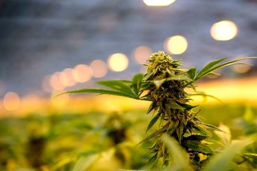 Les fleurs de CBD sont définitivement légales en France - 7