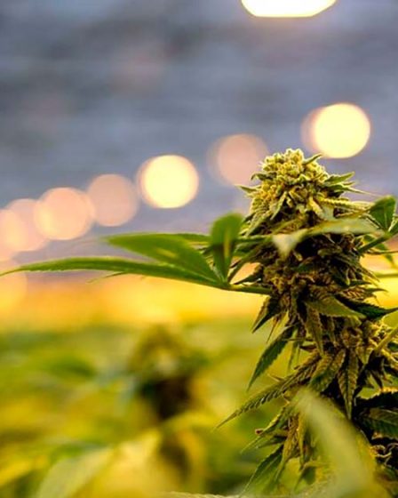Les fleurs de CBD sont définitivement légales en France - 29