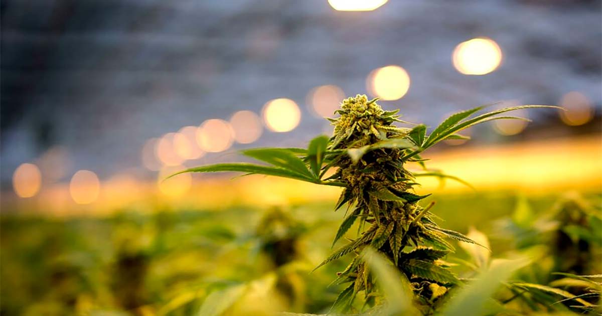 Les fleurs de CBD sont définitivement légales en France - 1