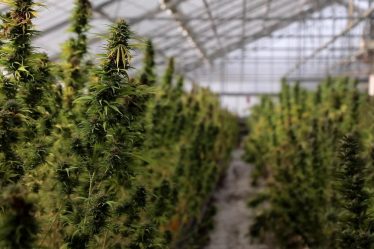 Vente de fleurs CBD légale en France, un soulagement pour les producteurs nordiques - 6
