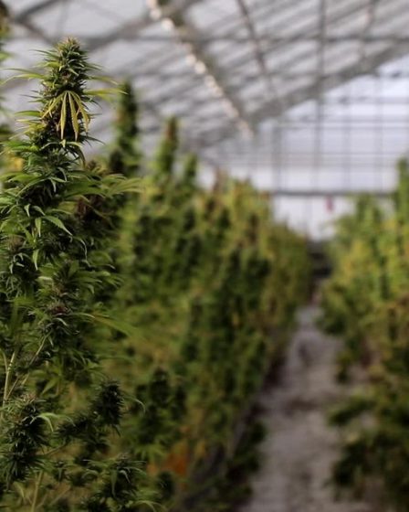 Vente de fleurs CBD légale en France, un soulagement pour les producteurs nordiques 63 Vente de fleurs CBD légale en France, un soulagement pour les producteurs nordiques - 62