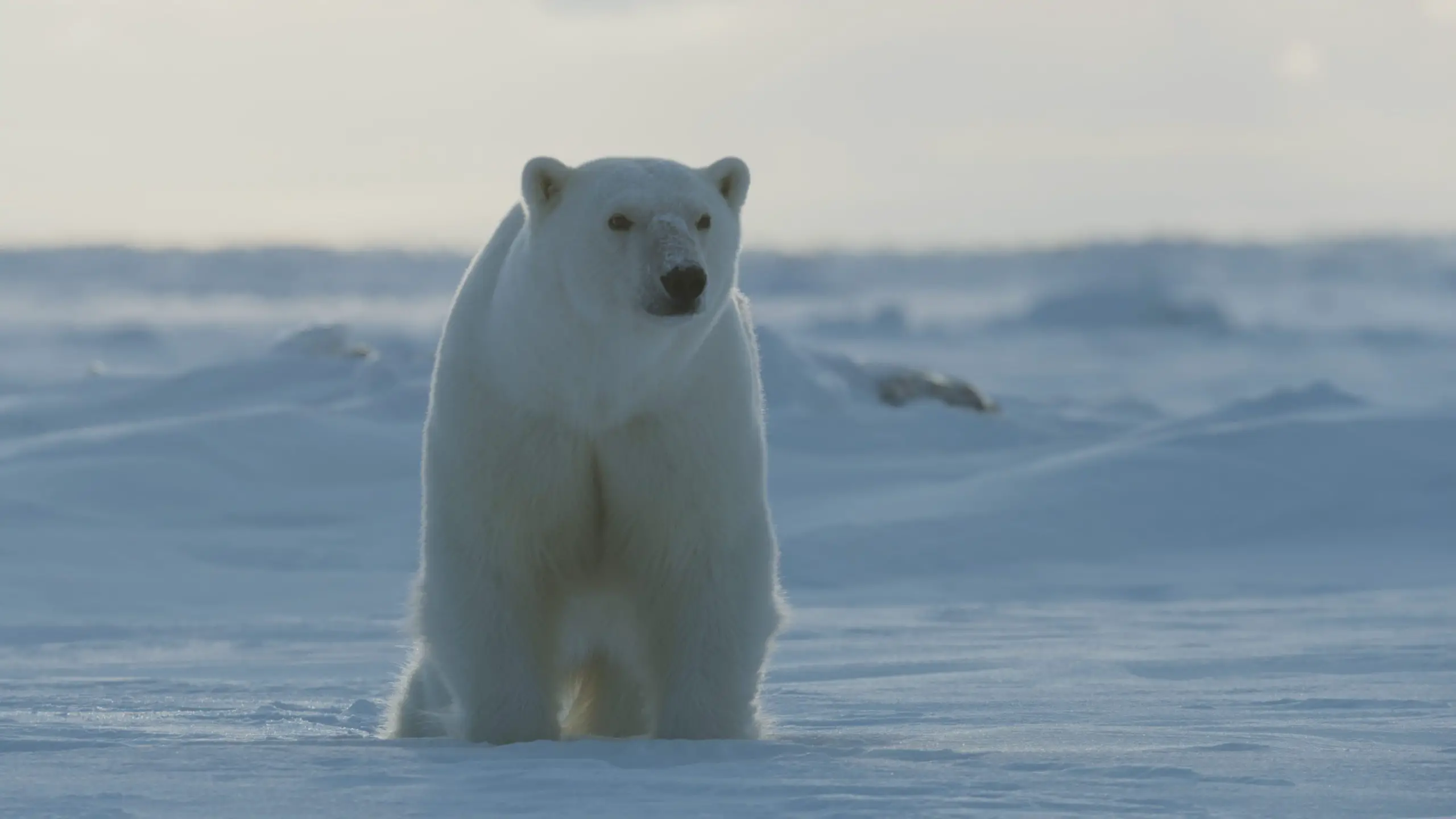 De Shotgun Wedding à Freeridge en passant par Frozen Planet II, les films et séries TV à regarder en streaming cette semaine (27 janvier - 3 février). 9 De Shotgun Wedding à Freeridge en passant par Frozen Planet II, les films et séries TV à regarder en streaming cette semaine (27 janvier - 3 février). - 8