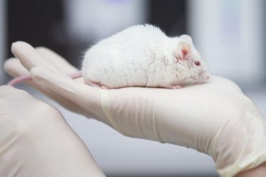 L'organite du cerveau humain transplanté chez la souris réagit à la lumière - 5