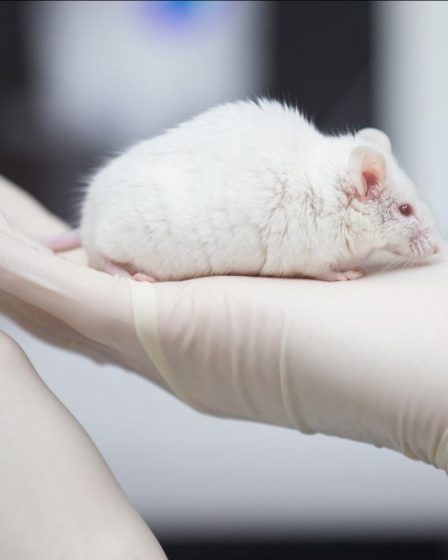 L'organite du cerveau humain transplanté chez la souris réagit à la lumière 10 L'organite du cerveau humain transplanté chez la souris réagit à la lumière - 9